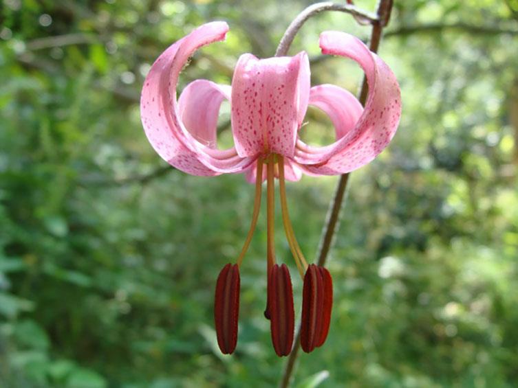 Discover flora in the Eyne valley (valley of flowers)