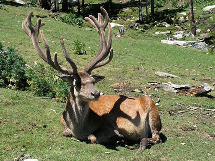 Tierpark in Les Angles ganzjährig geöffnet